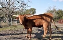 TS Annie Oakley